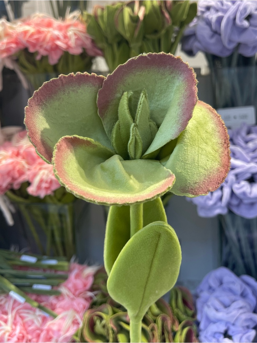 1 CJ Hendry Flower Shop NY Jade Flower daily drop bloom